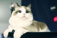 猫患病要出国治疗?男子冒充宠物医生诈骗获刑