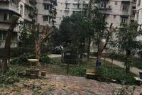 小区近20棵大树被拦腰锯断 业主:影响网络信号