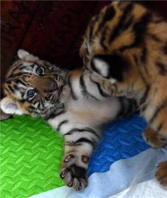 在位于哈尔滨市的黑龙江东北虎林园，两只小虎在嬉戏（7月17日摄）。