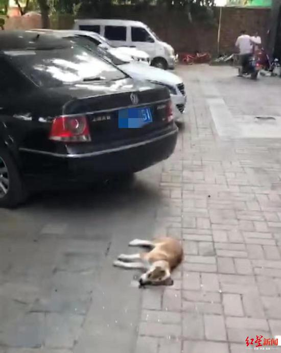 ▲事发现场，小狗当场毙命