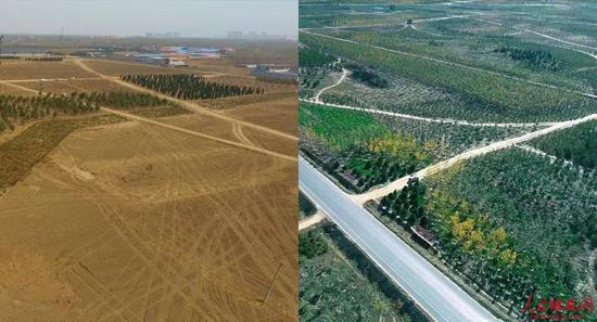 图为千年秀林9号地块（雄县）种植前后。（左图雄安集团生态公司供图，右图薛志勇摄）