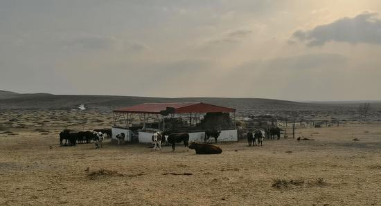 宝德和宝德的牧场