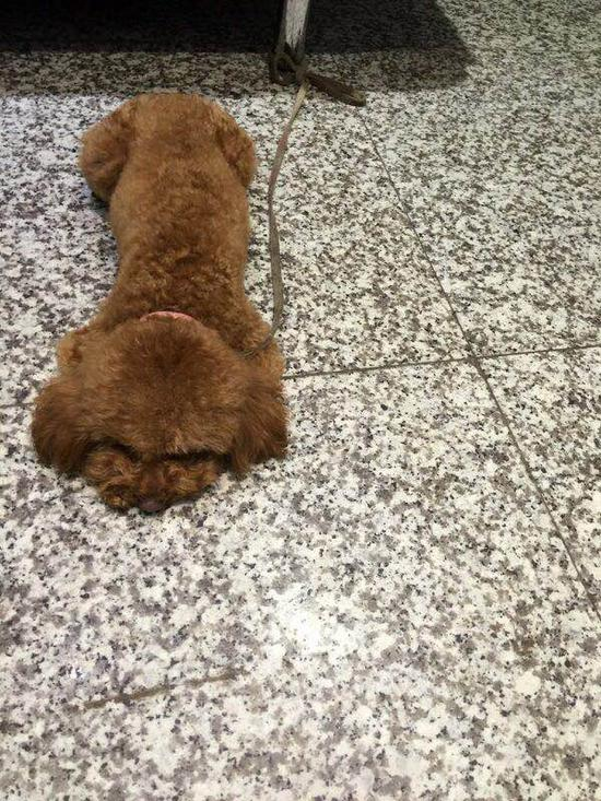 泰迪犬生前照片 陈芷欣 供图