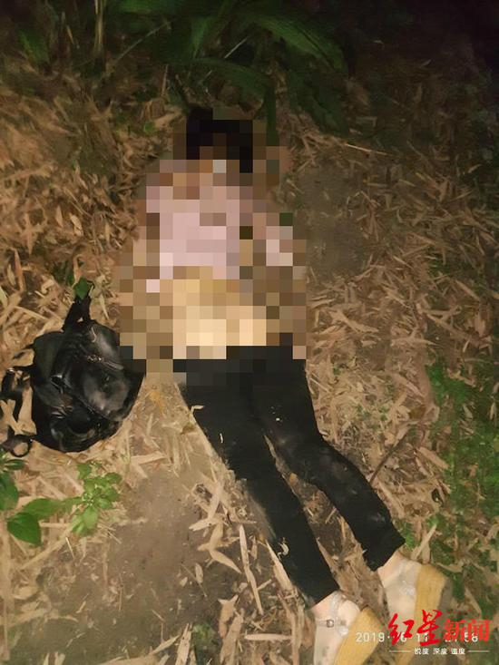 桑菊被发现在树林