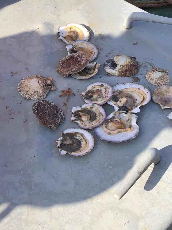 11月16日，从獐子岛一抽测点捕捞上来的扇贝，多数已失去活力。