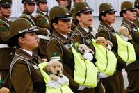 萌翻了!警犬宝宝参加智利盛大阅兵式