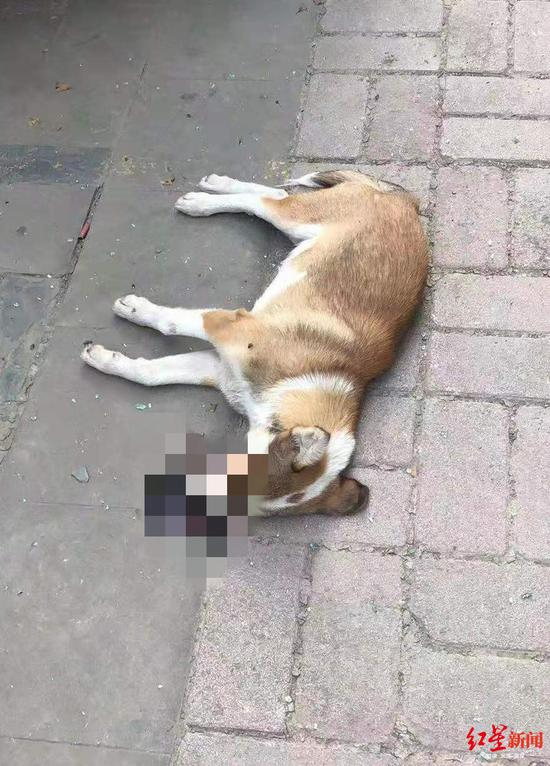 ▲小狗当场毙命