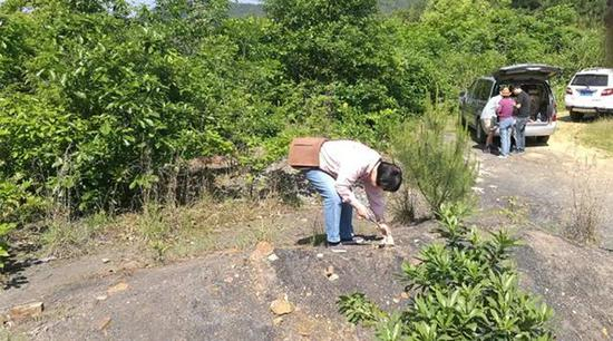 张弥曼在野外工作（2017年，浙江）