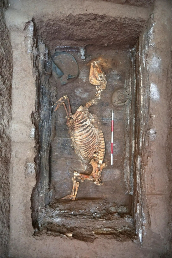 江村大墓马骨出土情况。图/中新图片