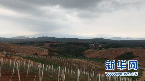 图为昭阳区五万亩苹果扶贫产业园。新华网 陈颖 摄