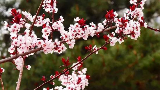 中国石油大学（北京）晓春 董刚/摄