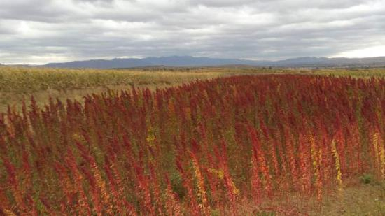 成熟的藜麦。受访者供图