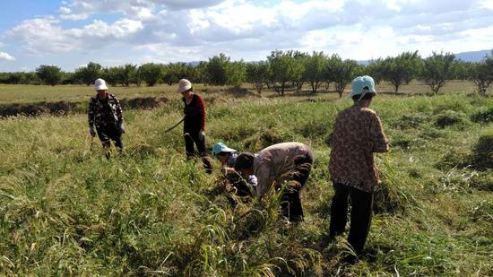收获的季节，农民在农场里割鹰嘴豆。受访者供图