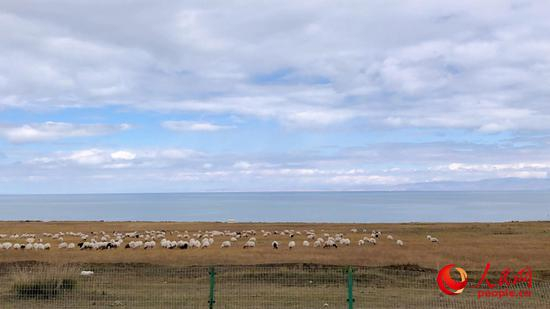 青海湖畔。人民网甘海琼 摄