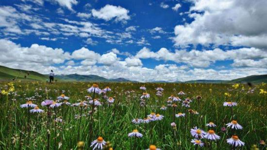 玉树巴塘草原 资料图&nbsp;| 图片来源于网络
