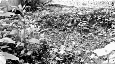 被拔光的艾草园地