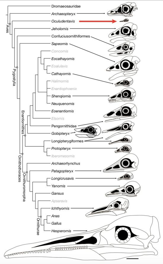 眼齿鸟相对于其他已知中生代鸟类的系统发育关系。