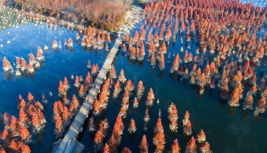 云南昆明水杉湿地冬日一景（2019年1月5日摄，无人机照片）。新华社记者 秦晴 摄