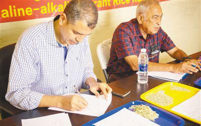 2018年5月，各国测产专家正对青岛海水稻研发中心迪拜试验基地的海水稻进行测产。资料图片