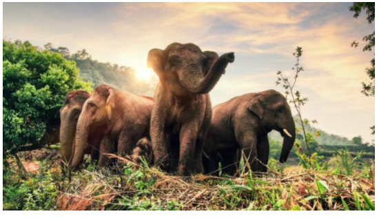  西双版纳国家级自然保护区内的象群。（图片来源：云南省林草局官网）