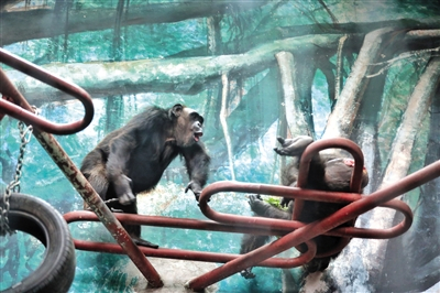 1986年出生的“老年黑猩猩”牙口逐渐变差。 猩猩馆内，3只老年黑猩猩在玩耍、进食。