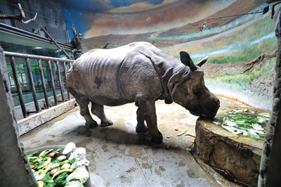 　　32岁的犀牛“尼姆”于2001年自捷克共和国来到北京动物园。 2009年“老伴”去世了，“尼姆”就更加孤僻了。 老年犀牛“尼姆”在享用饲养员准备的蔬果大餐。