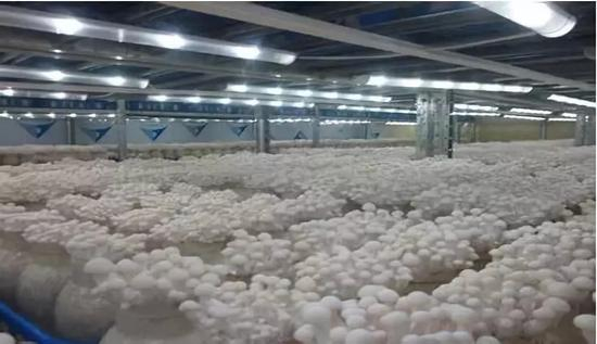 ▲“工厂化”食用菌培育（网络图）