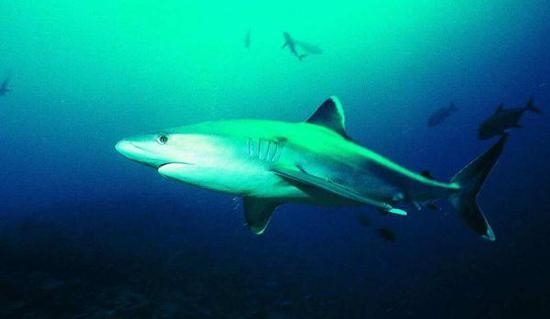 图为曾令美海军官兵望而生畏的鲨鱼