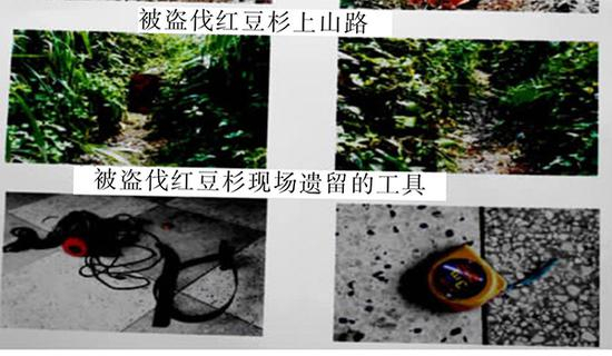 　　红豆杉多分布于人迹罕至的原始森林中，盗伐需专门“开道”，并使用油锯等将树干现场分解。图中事发地为江西抚州市乐安县，《江西科学》2014年刊载。