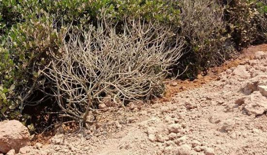 枯死的红树林 图片来源：南国都市报