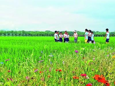 浙江省东阳市寀卢村，学生在共享田园内进行研学活动。