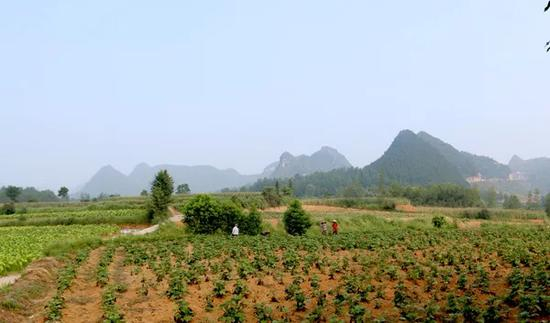 花垣县“朱朝”项目工程建设地 法治周末报微信公众号 图