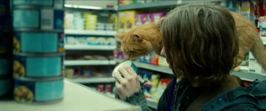 单身好像正在成为一种潮流。/《流浪猫鲍勃》