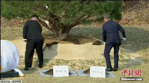　　当地时间4月27日，金正恩与文在寅在板门店军事分界线附近共同种下一棵65年树龄的松树，种树的土分别来自朝鲜和韩国。随后，金正恩用韩国汉江的水浇树，而文在寅则用来自朝鲜大同江的水浇灌树木。