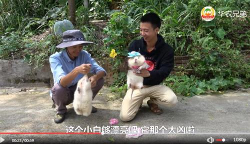 华农兄弟《给小白穿上女装后，更漂亮了》&nbsp; &nbsp;来源：视频截图