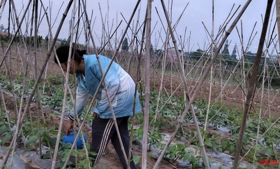 　▲插旗镇众诚村的马女士正在给豆角施肥