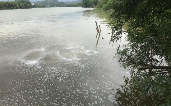 7月7日，长丰纺织在滃江水面下的排水口。 新京报记者 肖隆平 摄