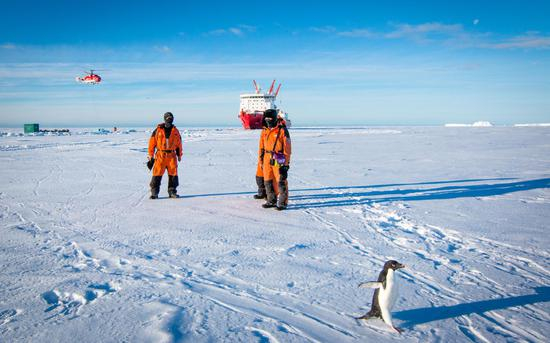 一只阿德雷企鹅从考察队员身边路过。中国极地研究中心 李航 摄