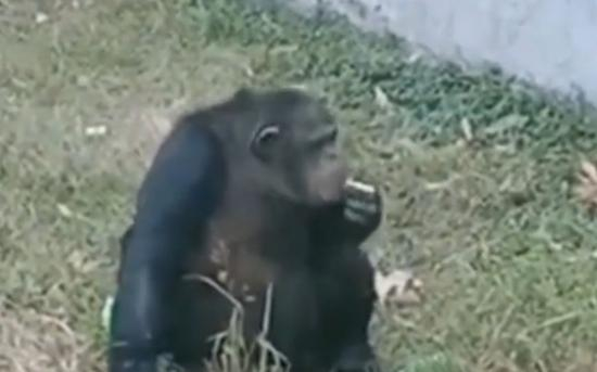 黑猩猩疑似在吸烟。 视频截图