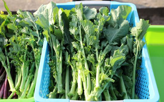 硒滋圆1号。受访者供图