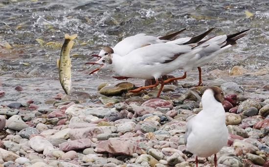 洄游的湟鱼与水鸟。高山 摄