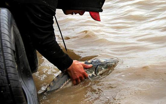 将中华鲟慢慢放回大海 东方IC 图