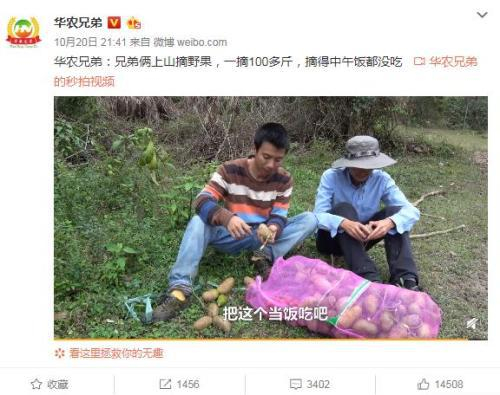 华农兄弟视频。 来源：视频截图