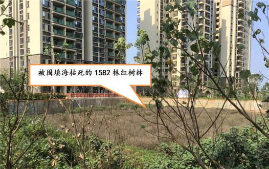 海南富力公司围填海致使红树林枯死。图片来源：生态环境部