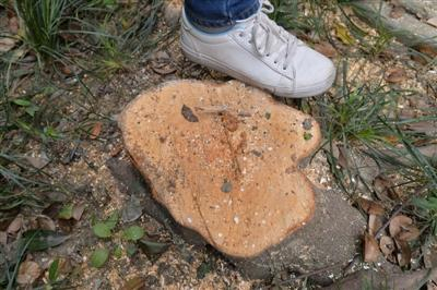 砍树后留下的树桩