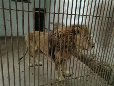 射洪花果山动物园里的狮子，是开园时就引进的，一个月饲养成本5000元 杨灵 摄