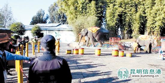 民族村内的大象表演。记者郭兴荣摄