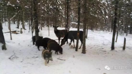 ▲游客晒出买票几百元的动物园图片。