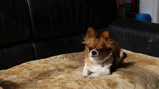 尼蒙，一只3岁的吉娃娃串种小型犬，因车祸受伤被蒋宏救助，现在已经成了救助中心的形象代言犬。