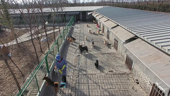 每天喂食过后，蒋宏会定时安排犬舍的狗分批次出来活动。 澎湃新闻记者 陈兴王 摄